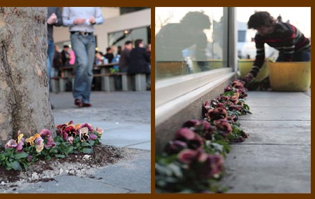 Guerrilla Gardening for the Pansy Project on Londons South Bank