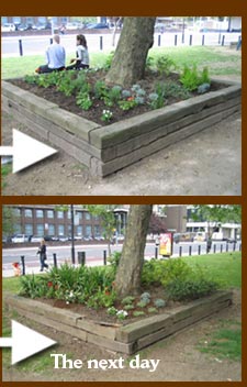 After the guerrilla gardening in Vauxhall on St Georges Day