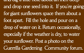 and drop one seed into it.  If you’re going for giant sunflowers space them about a foot apart.  Fill the hole and pour on a drop of water on it. Return occasionally, especially if the weather is dry, to water your sunflower. Post a photo on the Guerrilla Gardening  Community forum
