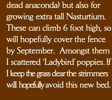 dead anaconda) but also for growing extra tall Nasturtium. These can climb 6 foot high, so will hopefully cover the fence by September.  Amongst them I scattered ‘Ladybird’ poppies. If I keep the grass clear the strimmers will hopefully avoid this new bed.