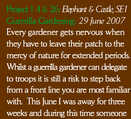 Every gardener gets nervous when they have to leave their patch to the mercy of nature for extended periods. Whilst a guerrilla gardener can delegate to troops it is still a risk to step back from a front line you are most familiar with.  This June I was away for three weeks and during this time someone 