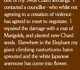 contacted a councillor - who whilst not agreeing to a cessation of violence - has agreed to meet to negotiate.  I repaired the damage with a mat of Marigolds, and planted new Chard seeds.  Elsewhere in the Elephant my giant climbing nasturtiums have sprouted and the white Japanese anemone has come into flower.