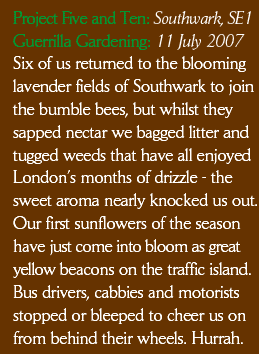 Six of us returned to the blooming lavender fields of Southwark to join the bumble bees, but whilst they sapped nectar we bagged litter and tugged weeds that have all enjoyed London’s months of drizzle - the sweet aroma nearly knocked us out. Our first sunflowers of the season have just come into bloom as great yellow beacons on the traffic island.  The Bus drivers, cabbies and motorists stopped or bleeped to cheer us on from behind their wheels. Hurrah.