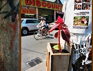 Poster Child guerrilla gardening in Toronto