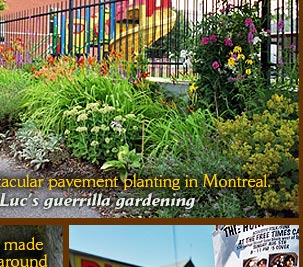 Luc Guerrilla Gardening In Montreal