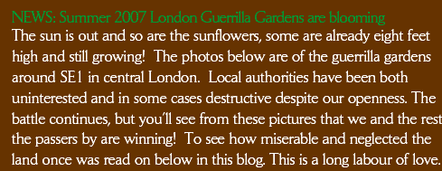 Summer 2007 London Guerrilla Gardens are Blooming. The sun is out and so are the sunflowers, some are already eight feet high and still growing!  The photos below are of the guerrilla gardens around SE1 in central London.  Local authorities have been both uninterested and in some cases destructive despite our openness. The battle continues, but you’ll see from these pictures that we and the rest the passers by are winning!  To see how miserable and neglected the land once was read on below in this blog. This is a long labour of love.