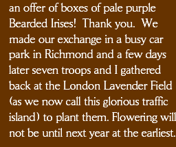 an offer of boxes of pale purple Bearded Irises! Thank you. We made our exchange in a busy car park in Richmond and a few days later seven troops and I gathered back at the London Lavender Field (as we now call this glorious traffic island) to plant them. Flowering will not be until next year at the earliest.