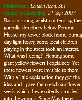 Back in spring, whilst out tending the guerrilla shrubbery below Perronet House, my tower block home, during day light hours, some local children playing in the street took an interest. What was I doing?  Planting some giant yellow flowers I explained. Yet these flowers were invisible to them. With a little explanation they got the idea and I gave them each sunflower seeds which they excitedly prodded into the ground. Since May these