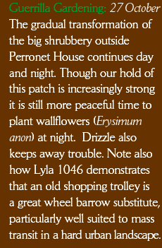 Guerrilla Gardening: 27 October The gradual transformation of the big shrubbery outside Perronet House continues day and night. Though our hold of this patch is increasingly strong it is still more peaceful time to plant wallflowers (Erysimum anon) at night.  Drizzle also keeps away trouble. Note also how Lyla 1046 demonstrates that an old shopping trolley is a great wheel barrow substitute, particularly well suited to mass transit in a hard urban landscape.