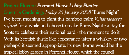 Project Eleven: Perronet House Lobby Planter
Guerrilla Gardening: Friday 25 January 2008 “Burns Night”
I’ve been meaning to plant this bamboo palm (Chamaedorea seifrizii) for a while and chose to make Burns Night - a day for Scots to celebrate their national bard - the moment to do it. With its Scottish thistle-like appearance (after a whiskey or two perhaps) it seemed appropriate. Its new home would be the tropical lobby garden in Perronet House, which the council