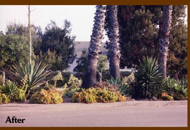 Guerrilla gardening at Long Beach California
