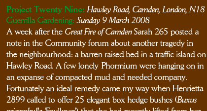 Project Twenty Nine: Hawley Road, Camden, London, N18  Guerrilla Gardening: Sunday 9 March 2008  A week after the Great Fire of Camden Sarah 265 posted a note in the Community forum about another tragedy in the neighbourhood: a barren raised bed in a traffic island on  Hawley Road. A few lonely Phormium were hanging on in an expanse of compacted mud and needed company. Fortunately an ideal remedy came my way when Henrietta 2899 called to offer 25 elegant box hedge bushes (Buxus microphylla 'Faulkner') that she had recently lifted from her garden in west London. Evergreen, drought resistant, low 