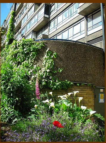 Guerrilla gardening on London Road