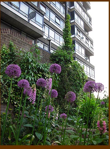 Allium tower beneath my tower block