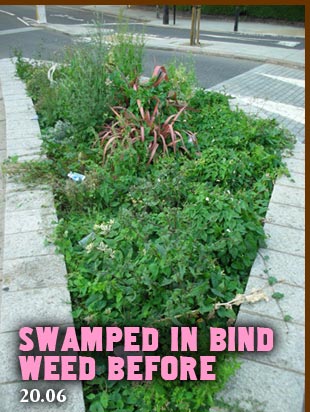 Swamped in bind weed before