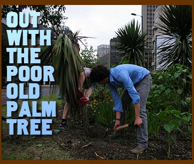 Out with the poor old palm