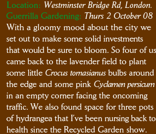Location Westminster Bridge Road London Guerrilla Gardening Thursday 2 October 2008. With a gloomy mood about the city we set out to make some solid investments that would be sure to bloom. So four of us came back to the lavender field to plant some little Crocus tomasianus bulbs around the edge and some pink Cyclamen persicum in an empty corner facing the oncoming traffic. We also found space for three pots of hydrangea that I’ve been nursing back to health since the Recycled Garden show