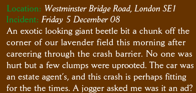 Location: Westminster Bridge Road, London SE1 Incident: Friday 5 December 08 An exotic looking giant beetle bit a chunk off the corner of our lavender field this morning after careering through the crash barrier. No one was hurt but a few clumps were uprooted. The car was an estate agent’s, and this crash is perhaps fitting for the the times. A jogger asked me was it an ad?