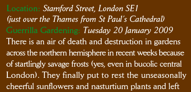 Location: Stamford Street, London, SE1 (just over the river Thames from St Paul's Cathedral). Guerrilla Gardening: Tuesday 20 January 2009There is an air of death and destruction in gardens across the northern hemisphere in recent weeks because of startingly savage frosts (yes, even in bucolic central London). They finally put to rest the unseasonally cheerful sunflowers and nastursium plants and left