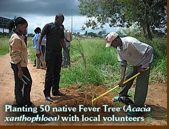 Planting 50 native Fever Tree