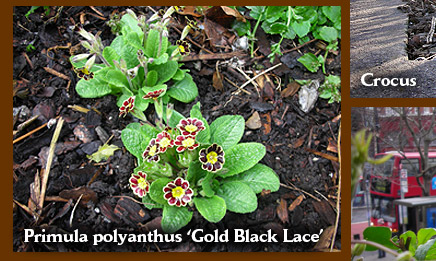 Primula polyanthus 'Gold Black Lace'