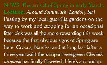 NEWS: The arrival of Spring in early March. Location: Around Southwark, London, SE1 Passing by my local guerrilla gardens on the way to work and stopping for an occasional litter pick was all the more rewarding this week because the first obvious signs of Spring are here. Crocus, Narcissi and at long last (after a three year wait) the rampant evergreen Clematis armandii has finally flowered! Here’s a roundup. 