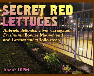 Secret Red Lettuces