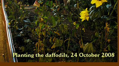 Planting the daffodils, 24 October 2008