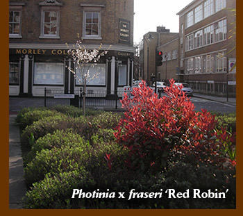 Photinia x fraseri 'Red Robin'