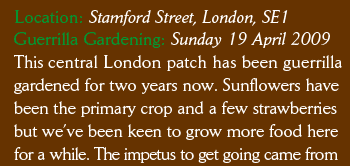 Location: Stamford Street, London, SE1 Guerrilla Gardening: Sunday 19 April 2009 This central London patch has been guerrilla gardened for two years now. Sunflowers have been the primary crop and a few strawberries but we’ve been keen to grow more food here for a while. The impetus to get going came from