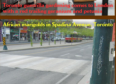 African marigolds in Spadina Avenue, Toronto