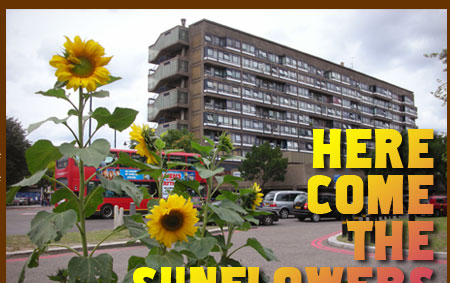 Here Come The Sunflowers - Sunflowers outside Perronet House, London, SE1