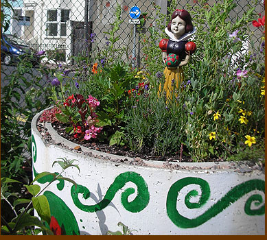 Snow white looks over the garden