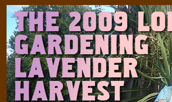 The 2009 London Guerrilla Gardening Lavender Harvest