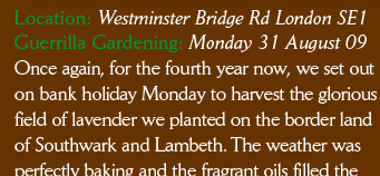 Location: Westminster Bridge Rd London SE1 Visit: Monday 31 August 2009 Once again, for the fourth year now, we set out on bank holiday Monday to harvest the glorious field of lavender we planted on the border land of Southwark and Lambeth. The weather was 