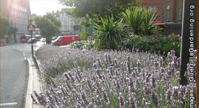 The lavender in July 2009