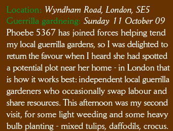 Location: Wyndham Road, London, SE5 Inspirational Visit: Sunday 11 October 09 Phoebe has joined forces helping tend a few of my local guerrilla gardens, so I was delighted to return the favour when I heard she had spotted a potential plot near her home - in London that is how it works best: independent local guerrilla gardeners who occasionally swap labour and share resources. This afternoon was my second visit, for some light weeding and some heavy bulb planting - mixed tulips, daffodils, crocus. 