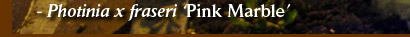 Photinia x fraseri 'Pink Marble'