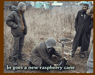 In goes a new raspberry cane