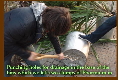 Punching holes for draining in the base of the bins which we left two Phormium in