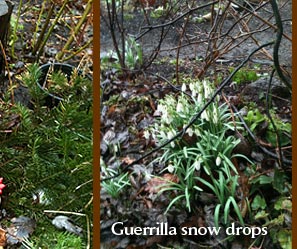 Guerrilla snow drops