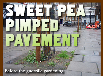 Sweet pea pimped pavement. Before the guerrilla gardening