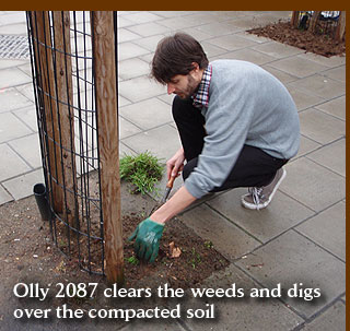 Olly 2087 clears the weeds and digs over the compacted soil