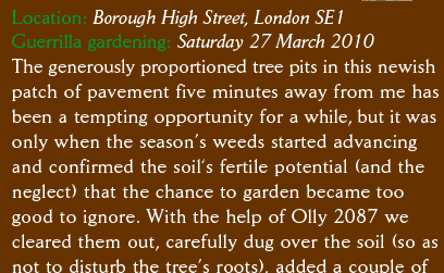 Location: Borough High Street, London SE1 Guerrilla gardening: Saturday 27 March 2010 The generously proportioned tree pits in this newish patch of pavement five minutes away from me has been a tempting opportunity for a while, but it was only when the season’s weeds started advancing  and confirmed the soil‘s fertile potential (and the neglect) that the chance to garden became too  good to ignore. With the help of Olly 2087 we  cleared them out, carefully dug over the soil (so as not to disturb the tree’s roots), added a couple of  bags of compost (because some of the tree pits were more sand than soil) and planted some