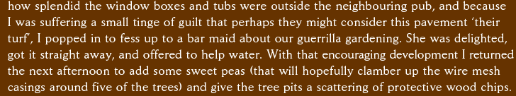 how splendid the window boxes and tubs were outside the neighbouring pub, and because  I was suffering a small tinge of guilt that perhaps they might consider this pavement ‘their  turf’, I popped in to fess up to a bar maid about our guerrilla gardening. She was delighted,  got it straight away, and offered to help water. With that encouraging development I returned the next afternoon to add some sweet peas (that will hopefully clamber up the wire mesh  casings around five of the trees) and give the tree pits a scattering of protective wood chips.