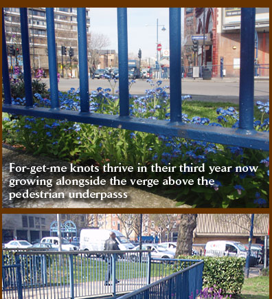 For-get-me knots thrive in their third year now growing alongside the verge above the  pedestrian underpasss