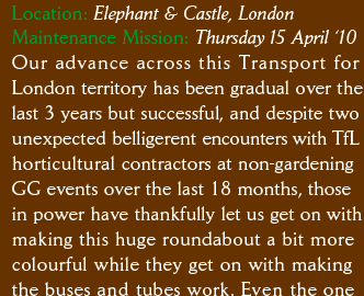 Location: Elephant & Castle, London Visit: 15 April 2010 Our advance across this Transport for  London territory has been gradual over the last 3 years but successful, and despite two unexpected belligerent encounters with TfL horticultural contractors at non-gardening GG events over the last 18 months, those in power have thankfully let us get on with making this huge roundabout a bit more colourful while they get on with making the buses and tubes work. Even the one