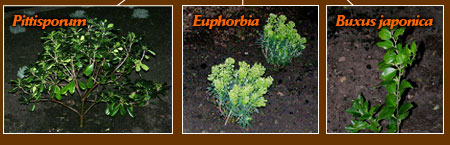 Pittisporum, Euphorbia and Buxus japonica