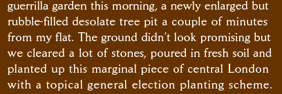 guerrilla garden this morning, a newly enlarged but rubble-filled desolate tree pit a couple of minutes from my flat. The ground didn’t look promising but  we cleared a lot of stones, poured in fresh soil and  planted up this marginal piece of central London  with a topical general election planting scheme.  