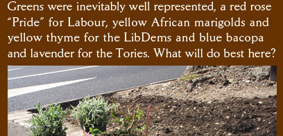 Greens were inevitably well represented, a red rose “Pride” for Labour, yellow African marigolds and  yellow thyme for the LibDems and blue bacopa and lavender for the Tories. What will do best here? 